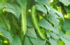 sigarilyo picture|A beginner’s guide to growing sigarilyas – Agriculture Monthly.